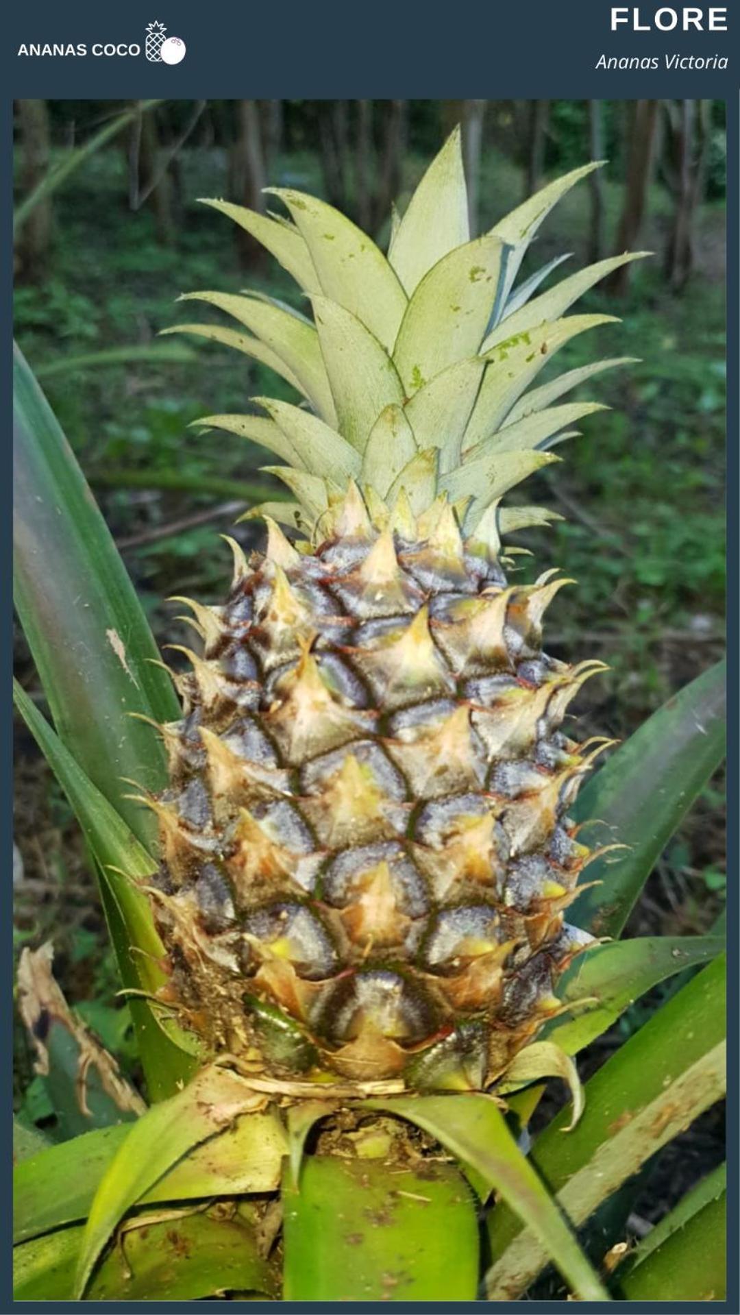 Ananas Coco Bed & Breakfast Салази Екстериор снимка